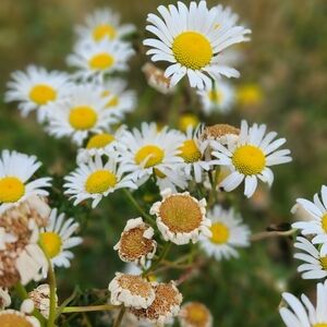 Native daisy seeds 100 count